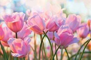 Fototapeta na Flizelinie MS-5-1319 Tulipany różowe 375 x 250 cm