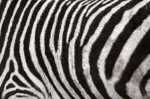 Fototapeta na flizelinie MS-5-2586 tekstura Zebra 375 x 250 cm