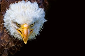 Fototapeta na flizelinie MS-5-2956 American Eagle 375 x 250 cm