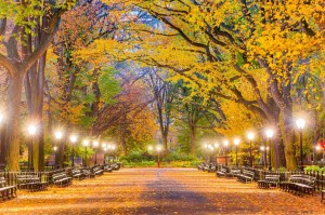 Fototapeta na flizelinie MS-5-3019 Central Park jesienią 375 x 250 cm