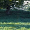 FotoTAPETA 8-134 Meadow Trail