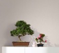TAPETA 33328 BOTANICA