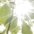 42666cf733b29cbf7742b9765be37697