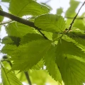 94c0166a30ae0534bb4acf721ddd1bc6