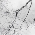 8de99baede1b1b6312410670ad31d721