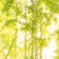b531b676a49838eac912f94ce49b28ad