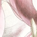 Fototapeta na Flizelinie XXL4-1031 Petals