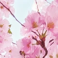 Fototapeta na Flizelinie X8-046 Bloom