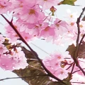 Fototapeta na Flizelinie X8-046 Bloom