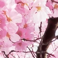 Fototapeta na Flizelinie X8-046 Bloom