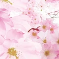 Fototapeta na Flizelinie X8-046 Bloom