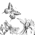 Fototapeta na Flizelinie X8-1085 Butterfly Field