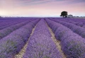 Fototapeta na Flizelinie X8-036 Provence