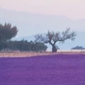Fototapeta na Flizelinie X8-036 Provence