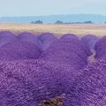 Fototapeta na Flizelinie X8-036 Provence