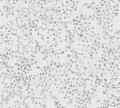 TAPETA 39747-4 PINT WALLS II