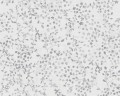 TAPETA 39747-4 PINT WALLS II