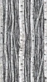 Mural Tapeta 35395 Timber