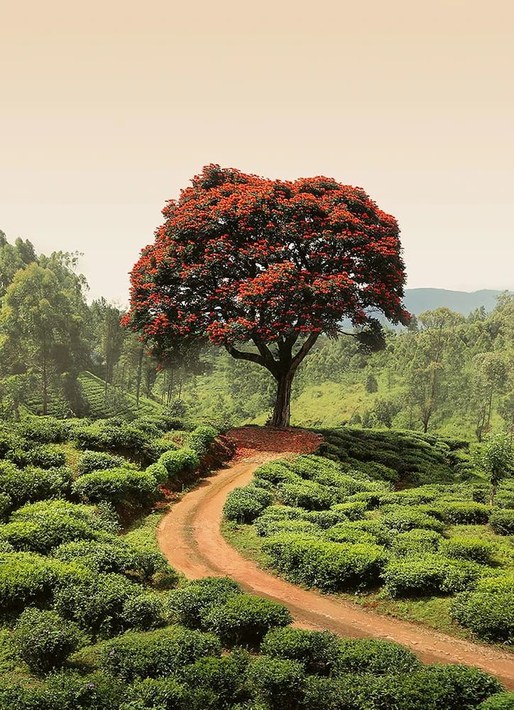 Fototapeta na flizelinie 5036-2V-1 Red Tree and Hills in Sri Lanka