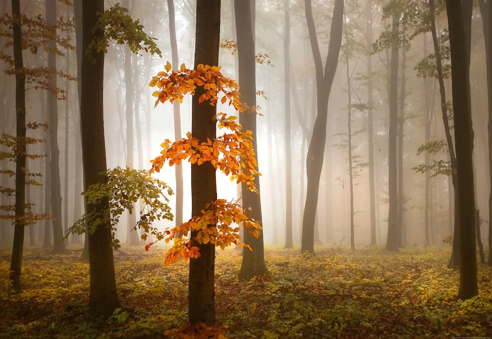 Fototapeta na flizelinie 5153-4V-1 Foggy Autumn Forrest