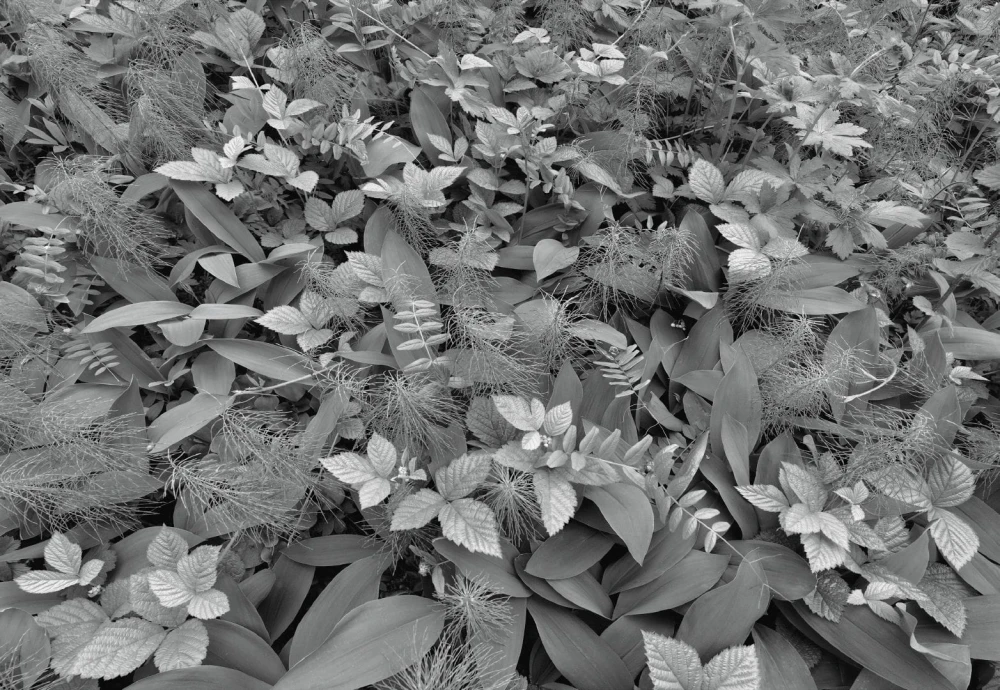 Fototapeta 8-914 Forest Floor