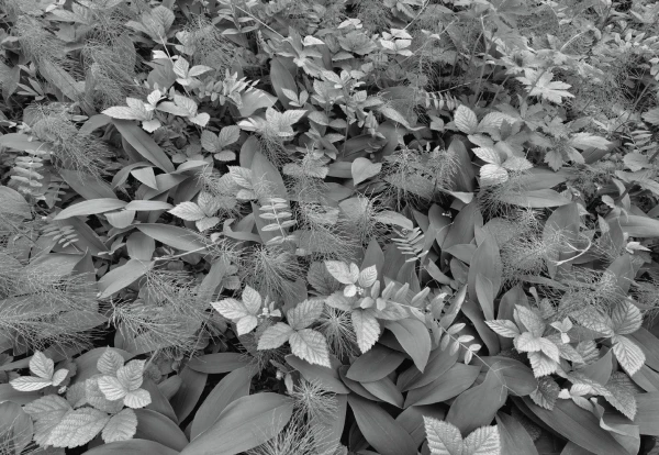 Fototapeta 8-914 Forest Floor
