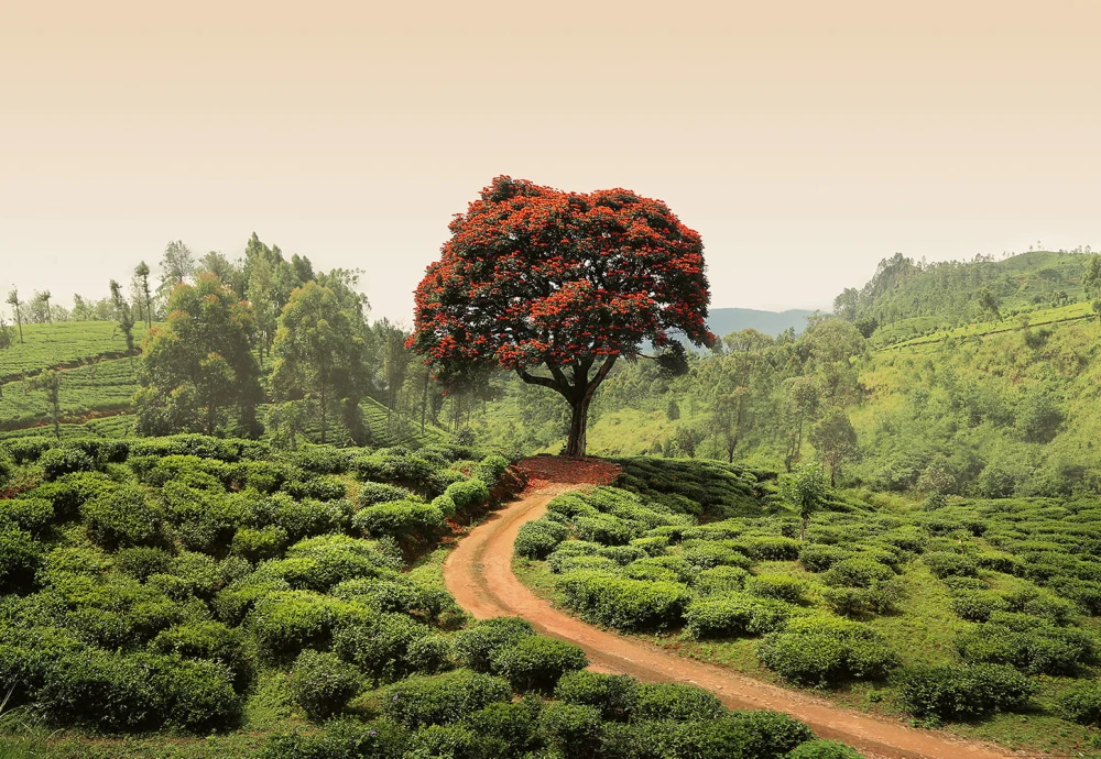 Fototapeta na flizelinie 5036-4V-1 Red Tree and Hills in Sri Lanka