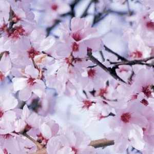 Okleina Meblowa 280-0062 bloemfontain szer 45 cm