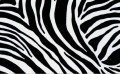 11029 OKLEINA SAMOPRZYLEPNA ZEBRA