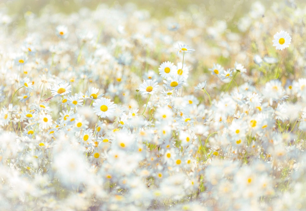 Fototapeta 8-994 Daisies