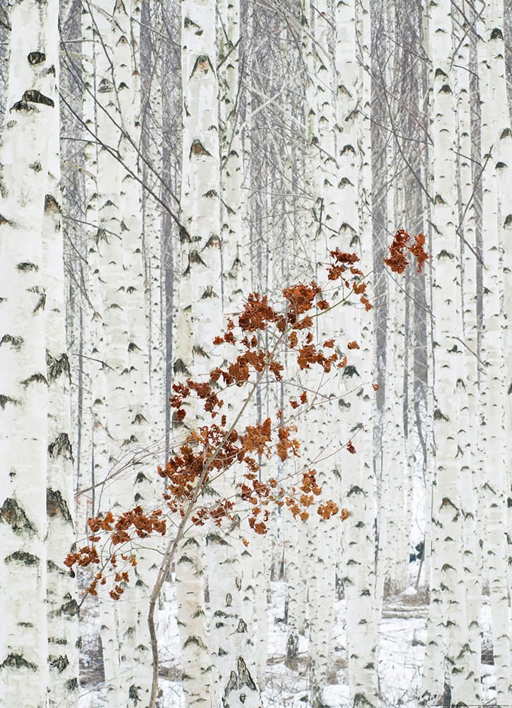 Fototapeta na flizelinie 5104-2V-1 White Birch Forest